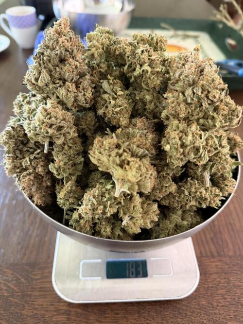 Zamnesia Landrace Pack - Panama Red. Week 19