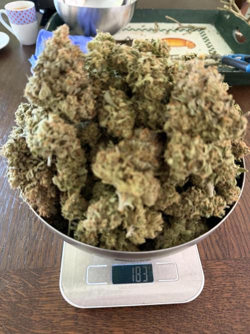 Zamnesia Landrace Pack - Panama Red. Week 19