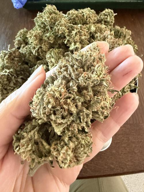 Zamnesia Landrace Pack - Panama Red. Week 19