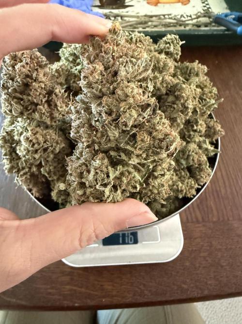 Panama Red. Week 19