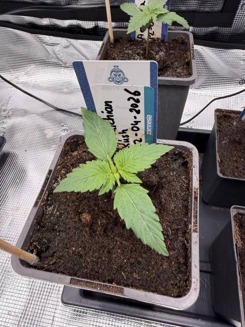 WoS - Appalachian Kush EV Outdoor 2026. Week 1