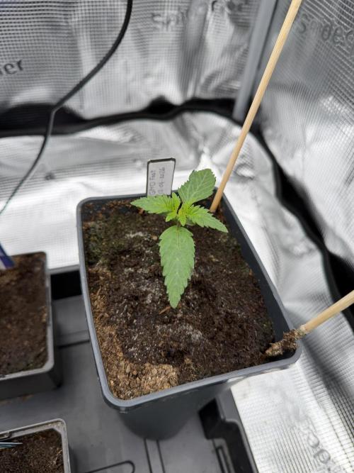 GMO Fast. Week 1