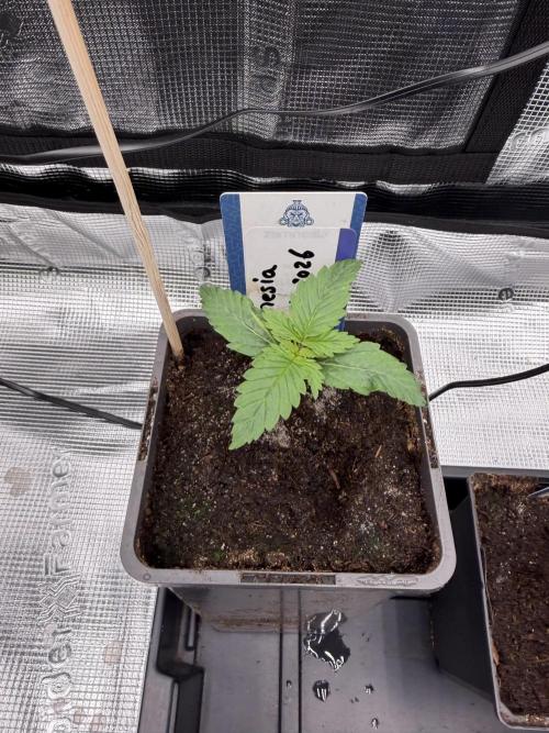 WoS - Amnesia Early Version Outdoor 2026. Week 1