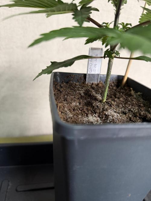 Dutch Passion - GMO Fast Outdoor 2026. Week 2