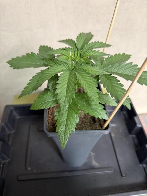 Dutch Passion - GMO Fast Outdoor 2026. Week 2