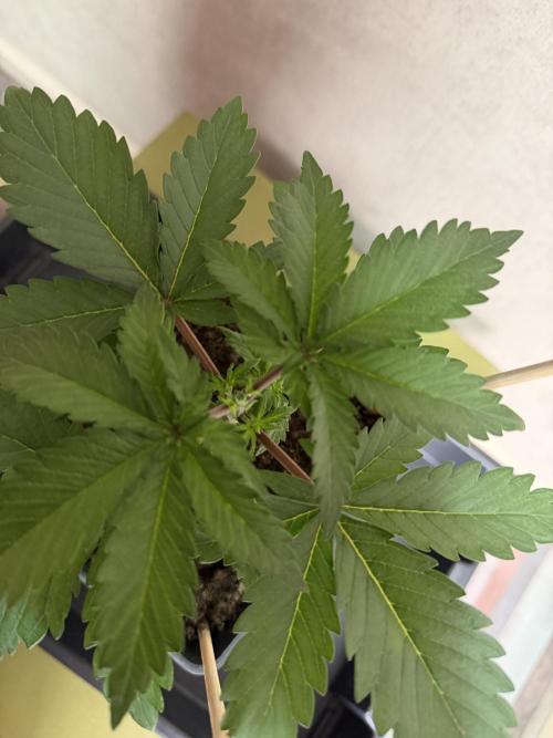 Dutch Passion - GMO Fast Outdoor 2026. Week 2