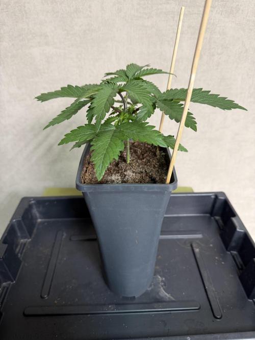 GMO Fast. Week 2