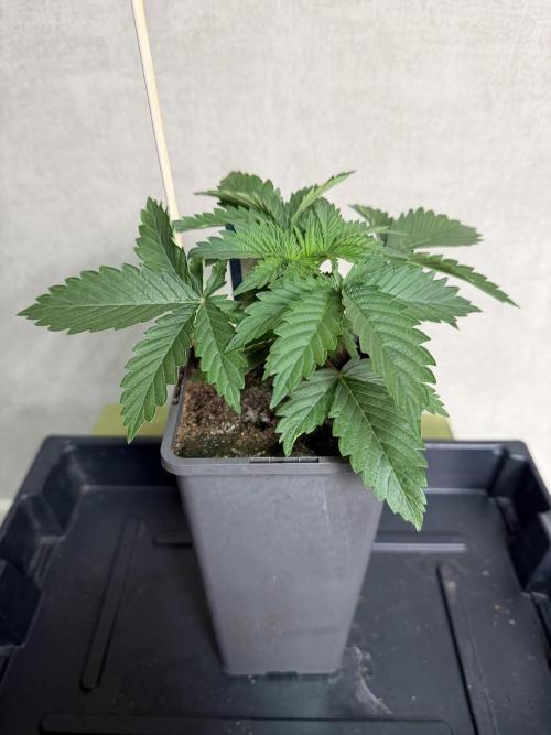 WoS - Amnesia Early Version Outdoor 2026. Week 2