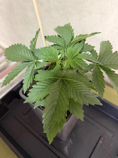 WoS - Amnesia Early Version Outdoor 2026. Week 2