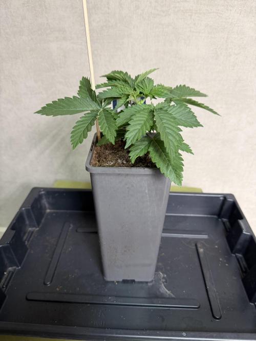 WoS - Amnesia Early Version Outdoor 2026. Week 2