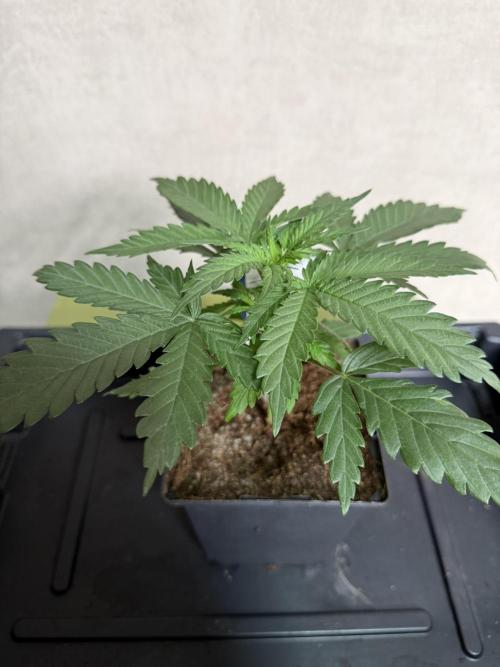 WoS - NL x Big Bud Early V. Outdoor 2026. Week 2