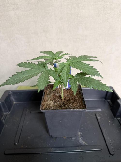 WoS - NL x Big Bud Early V. Outdoor 2026. Week 2