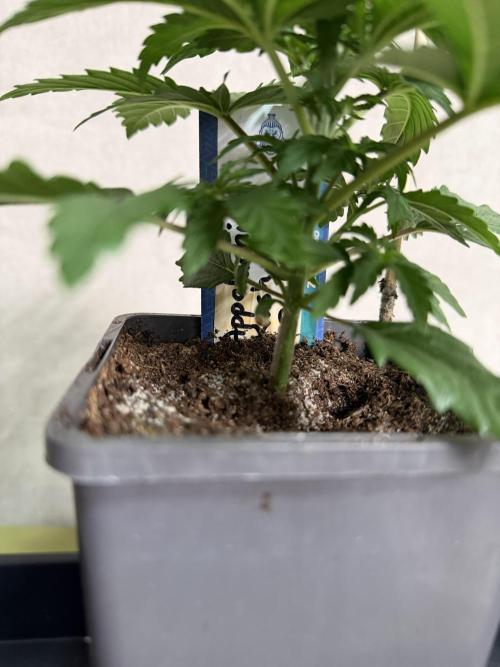WoS - Appalachian Kush EV Outdoor 2026. Week 2