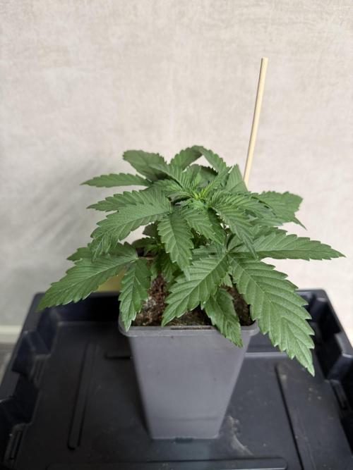 WoS - Appalachian Kush EV Outdoor 2026. Week 2