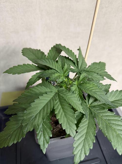 WoS - Appalachian Kush EV Outdoor 2026. Week 2