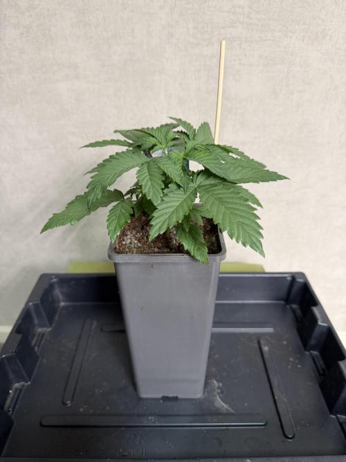 WoS - Appalachian Kush EV Outdoor 2026. Week 2