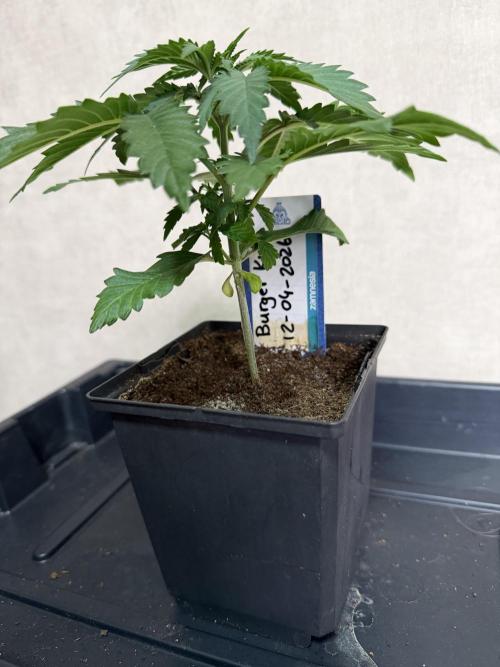 WoS - Burger Kush Early V. Outdoor 2026. Week 2