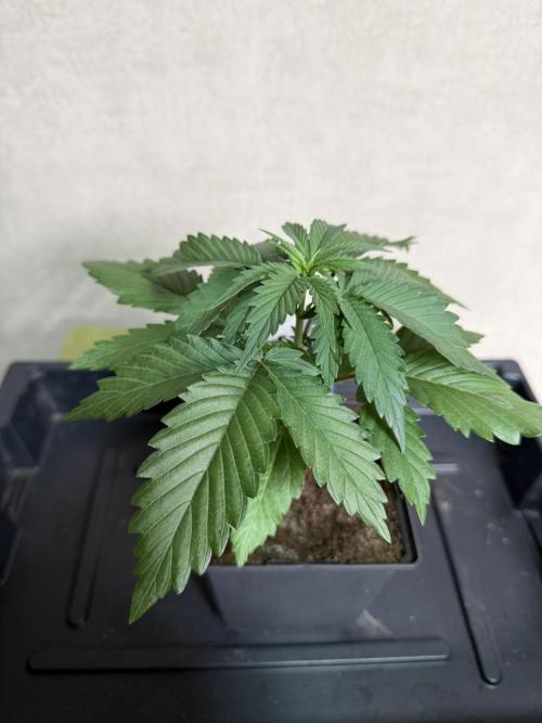 WoS - Burger Kush Early V. Outdoor 2026. Week 2