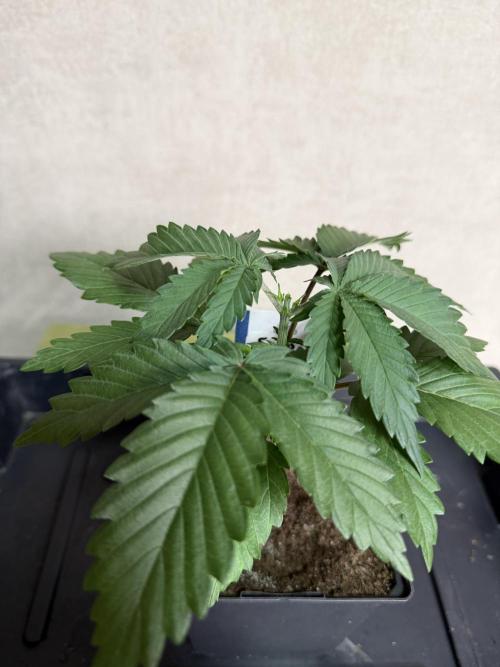 WoS - Burger Kush Early V. Outdoor 2026. Week 2