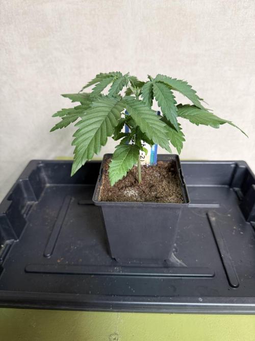 WoS - Burger Kush Early V. Outdoor 2026. Week 2