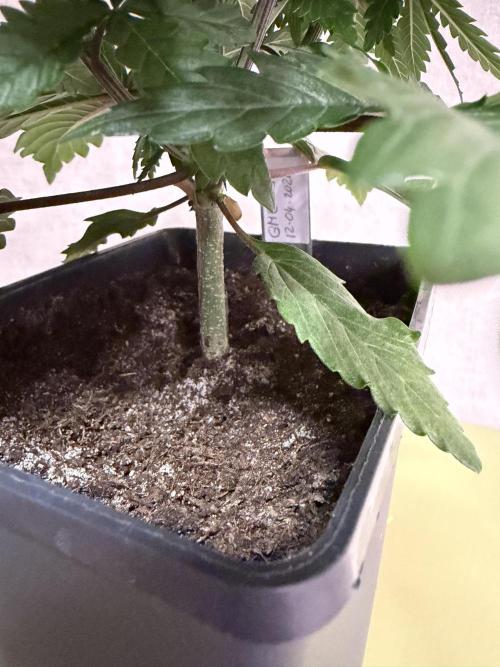 Dutch Passion - GMO Fast Outdoor 2026. Week 3