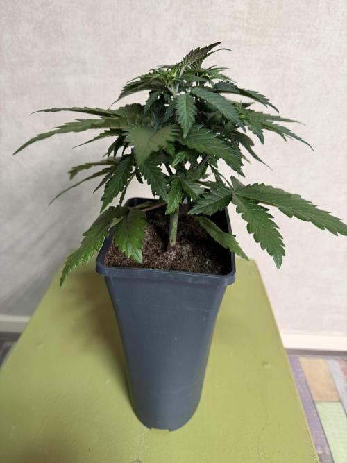 Dutch Passion - GMO Fast Outdoor 2026. Week 3