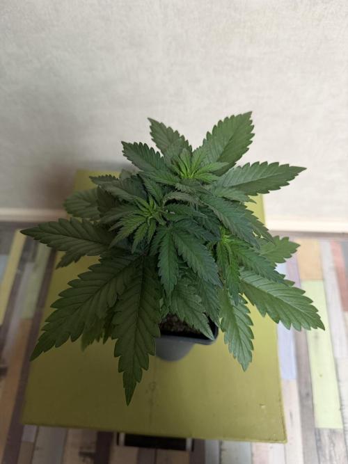 Dutch Passion - GMO Fast Outdoor 2026. Week 3