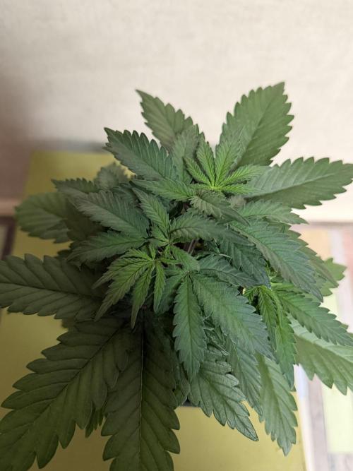 GMO Fast. Week 3