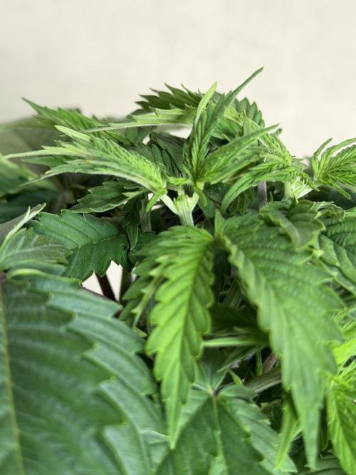 Appalachian Kush. Week 3