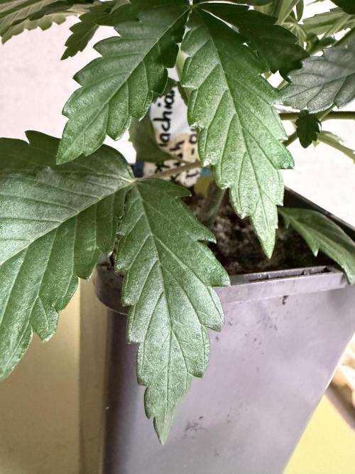 WoS - Appalachian Kush EV Outdoor 2026. Week 3