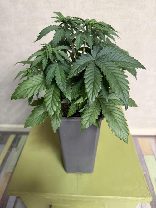 WoS - Appalachian Kush EV Outdoor 2026. Week 3
