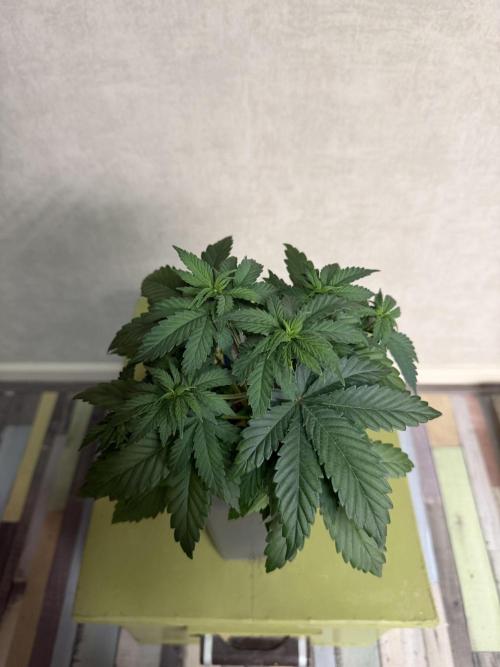 WoS - Appalachian Kush EV Outdoor 2026. Week 3