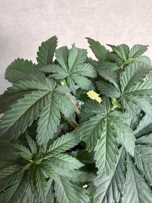 WoS - Appalachian Kush EV Outdoor 2026. Week 3