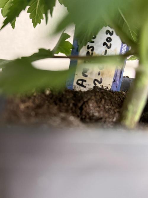 WoS - Amnesia Early Version Outdoor 2026. Week 3
