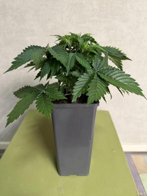 WoS - Amnesia Early Version Outdoor 2026. Week 3