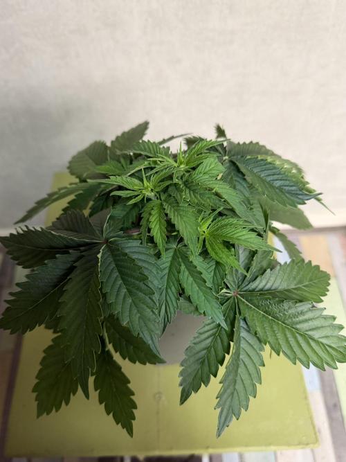 WoS - Amnesia Early Version Outdoor 2026. Week 3