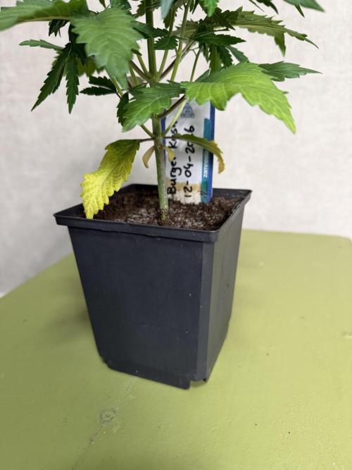 WoS - Burger Kush Early V. Outdoor 2026. Week 3