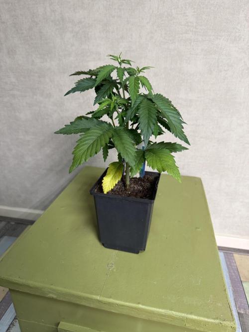 WoS - Burger Kush Early V. Outdoor 2026. Week 3