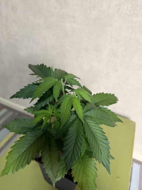 WoS - Burger Kush Early V. Outdoor 2026. Week 3