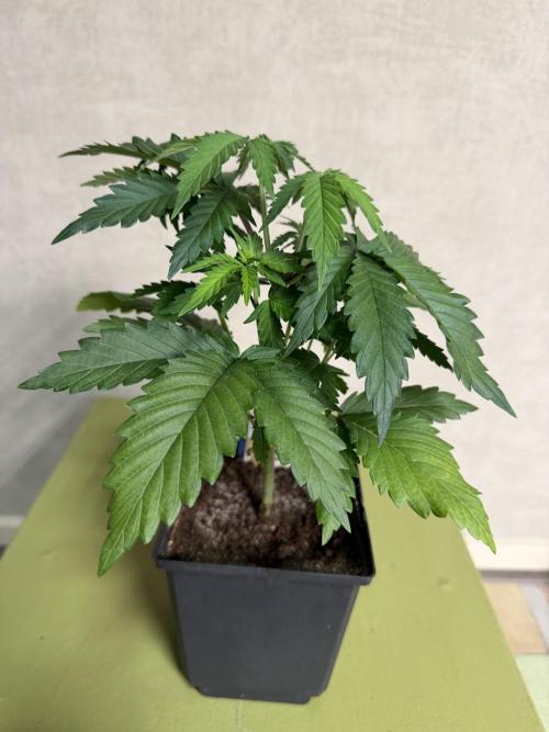 WoS - Burger Kush Early V. Outdoor 2026. Week 3