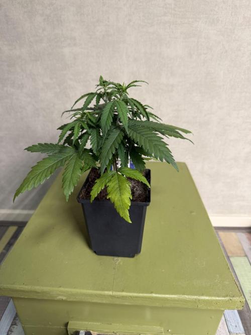 WoS - NL x Big Bud Early V. Outdoor 2026. Week 3