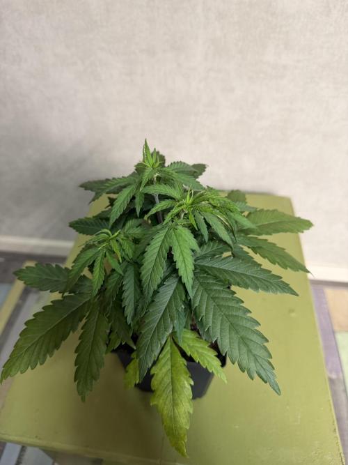 WoS - NL x Big Bud Early V. Outdoor 2026. Week 3