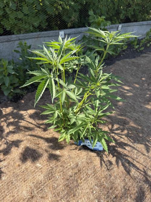 WoS - NL x Big Bud Early V. Outdoor 2026. Week 5