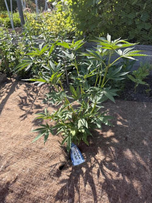 WoS - NL x Big Bud Early V. Outdoor 2026. Week 5