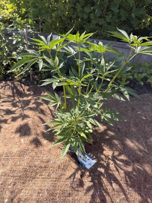 WoS - NL x Big Bud Early V. Outdoor 2026. Week 5