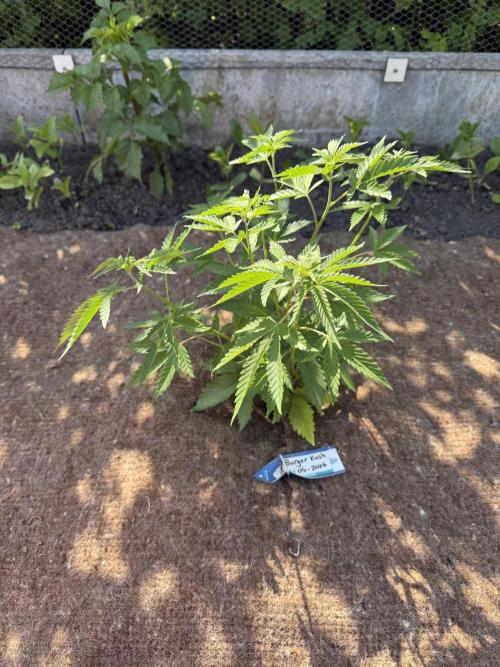 WoS - Burger Kush Early V. Outdoor 2026. Week 5