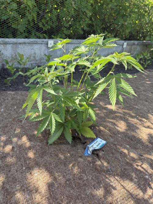 WoS - Burger Kush Early V. Outdoor 2026. Week 5