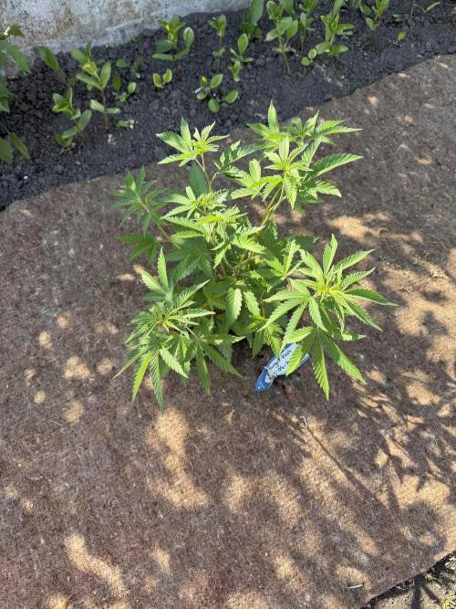 WoS - Burger Kush Early V. Outdoor 2026. Week 5