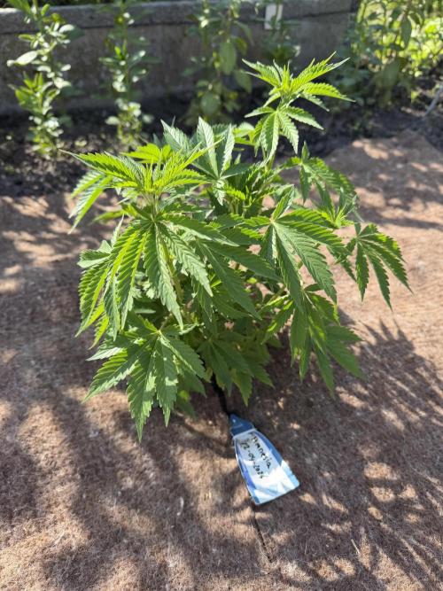 WoS - Amnesia Early Version Outdoor 2026. Week 5