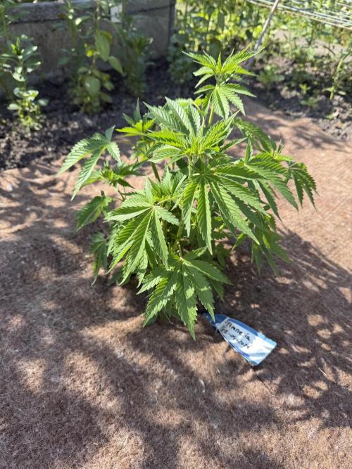 WoS - Amnesia Early Version Outdoor 2026. Week 5